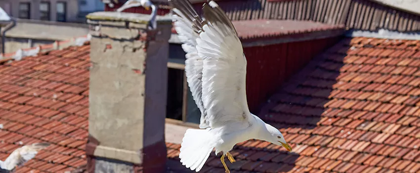 Residential Chimney Animal Removal Solution in Reidsville, NC