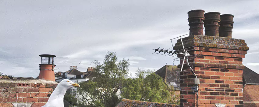 Chimney Cleaning And Restoration in Reidsville, North Carolina
